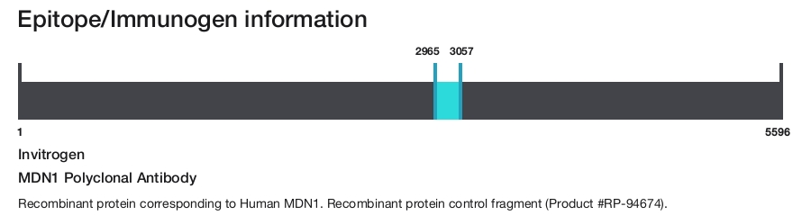 MDN1 Polyclonal Antibody
