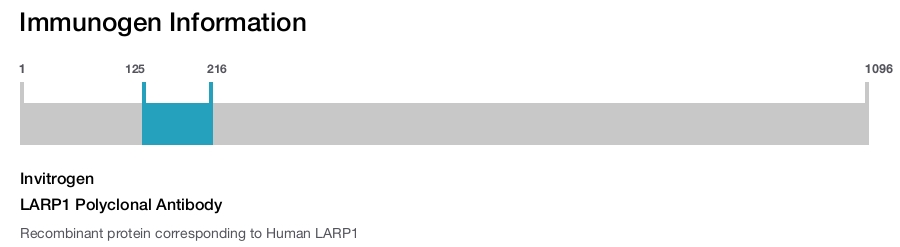 LARP1 Polyclonal Antibody