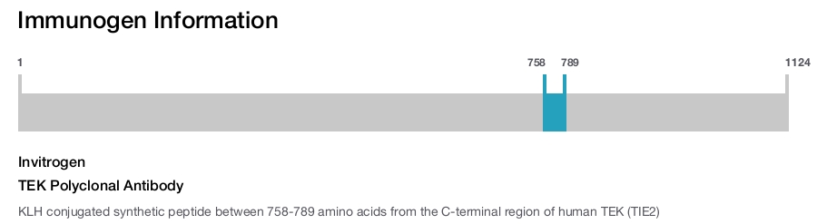 TEK Polyclonal Antibody