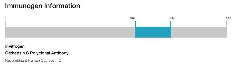 Cathepsin C Polyclonal Antibody