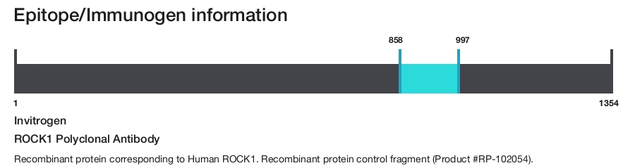 ROCK1 Polyclonal Antibody