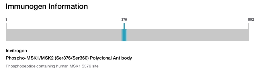 Phospho-MSK1/MSK2 (Ser376/Ser360) Polyclonal Antibody