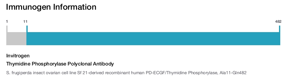 Thymidine Phosphorylase Polyclonal Antibody