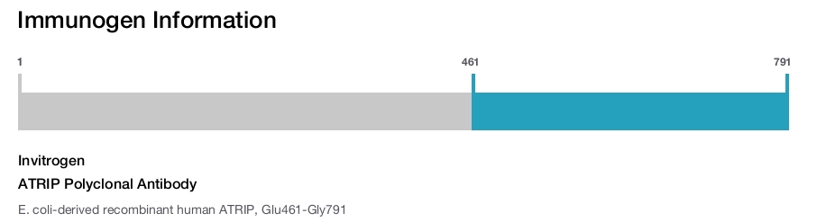 ATRIP Polyclonal Antibody