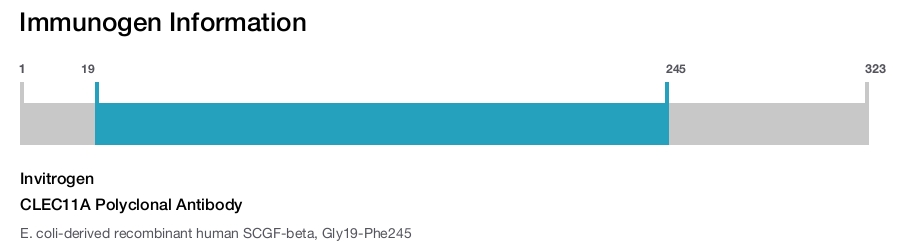 CLEC11A Polyclonal Antibody