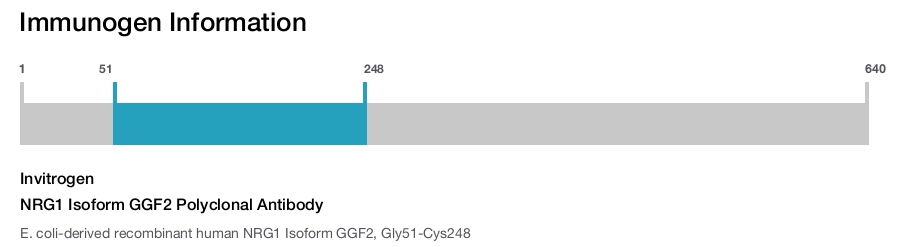 NRG1 Isoform GGF2 Polyclonal Antibody