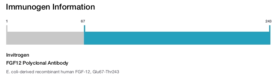 FGF12 Polyclonal Antibody