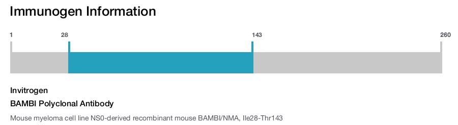 BAMBI Polyclonal Antibody