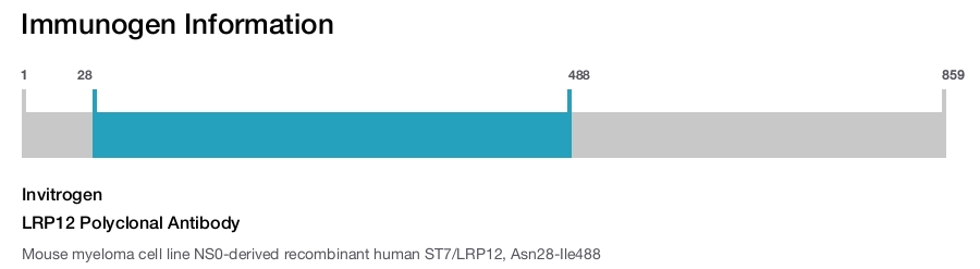 LRP12 Polyclonal Antibody