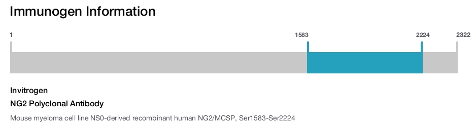 NG2 Polyclonal Antibody