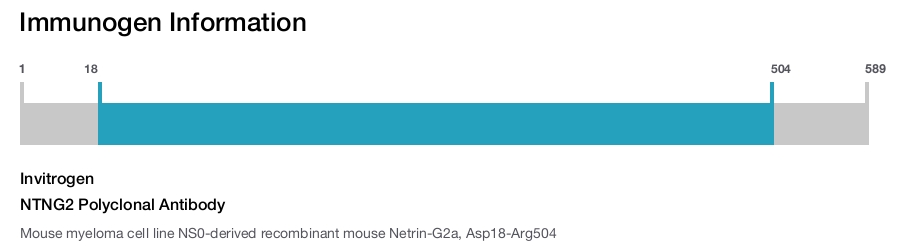 NTNG2 Polyclonal Antibody