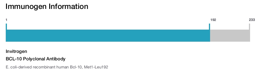 BCL-10 Polyclonal Antibody