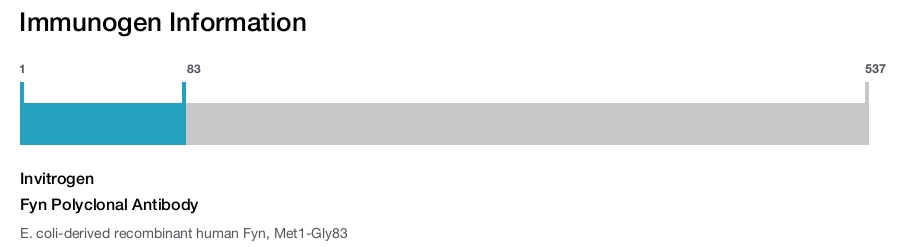 Fyn Polyclonal Antibody