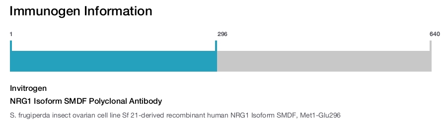 NRG1 Isoform SMDF Polyclonal Antibody