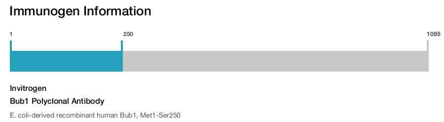 Bub1 Polyclonal Antibody