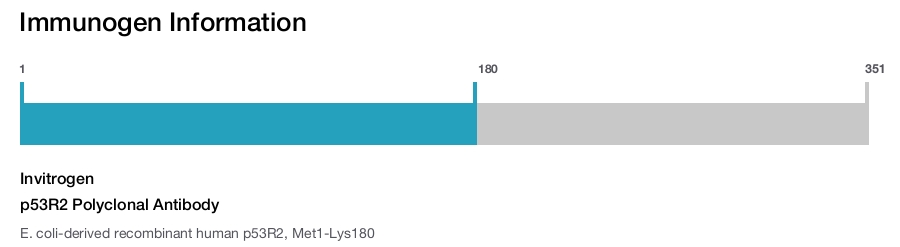 p53R2 Polyclonal Antibody