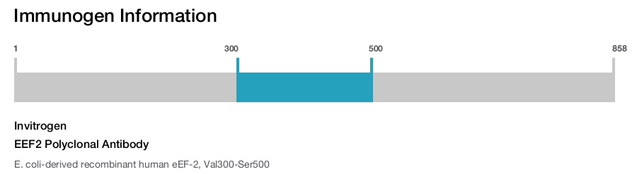 EEF2 Polyclonal Antibody