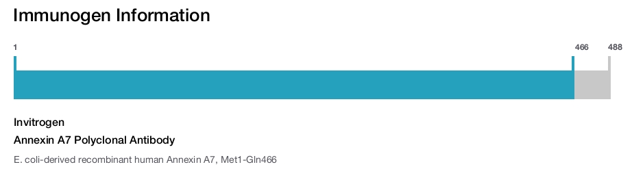 Annexin A7 Polyclonal Antibody