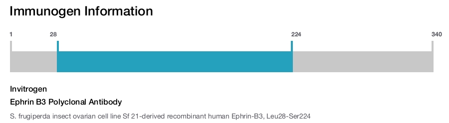 Ephrin B3 Polyclonal Antibody