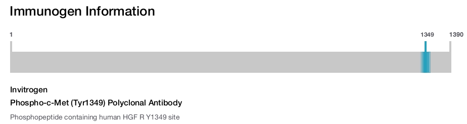 Phospho-c-Met (Tyr1349) Polyclonal Antibody