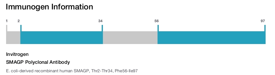 SMAGP Polyclonal Antibody