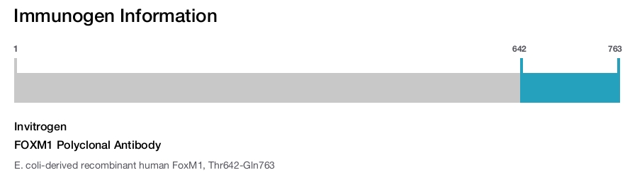 FOXM1 Polyclonal Antibody