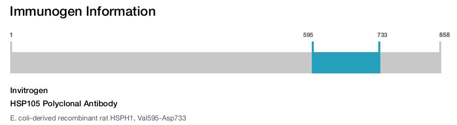 HSP105 Polyclonal Antibody