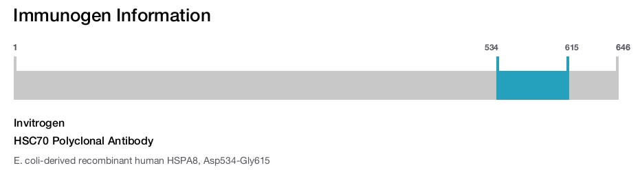 HSC70 Polyclonal Antibody