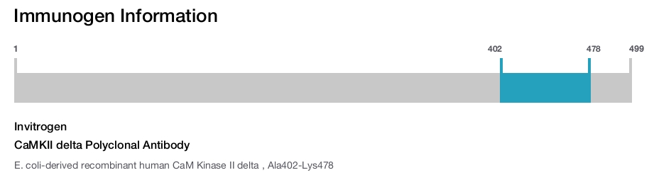 CaMKII delta Polyclonal Antibody