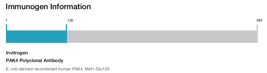 PAK4 Polyclonal Antibody
