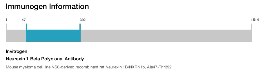 Neurexin 1 Beta Polyclonal Antibody