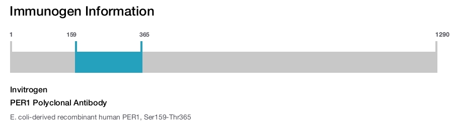 PER1 Polyclonal Antibody