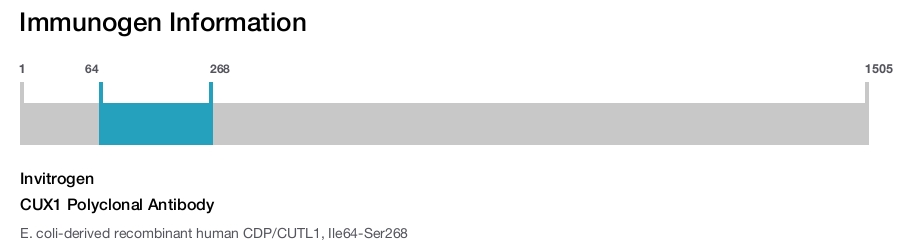 CUX1 Polyclonal Antibody