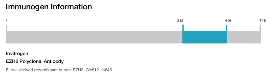 EZH2 Polyclonal Antibody
