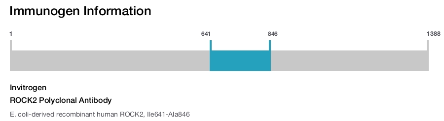 ROCK2 Polyclonal Antibody