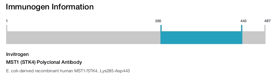 MST1 (STK4) Polyclonal Antibody
