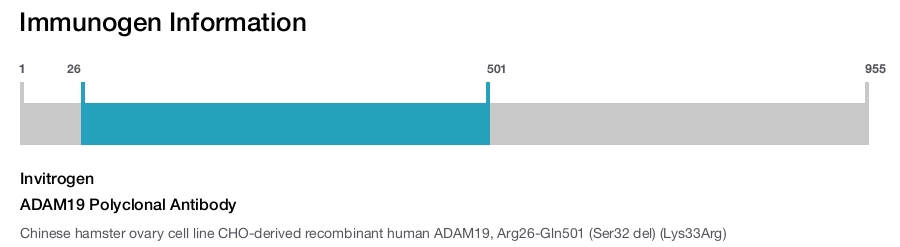 ADAM19 Polyclonal Antibody