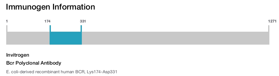 Bcr Polyclonal Antibody