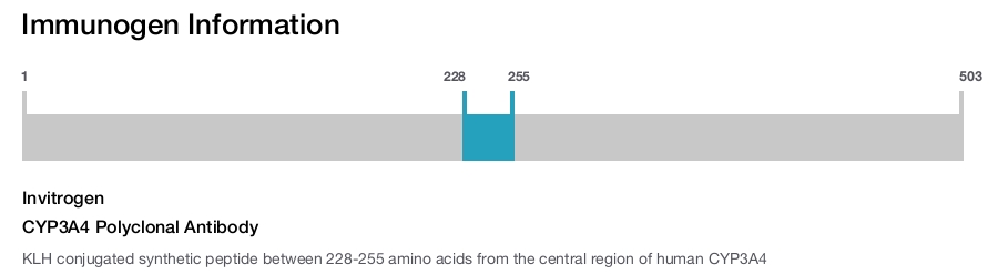 CYP3A4 Polyclonal Antibody