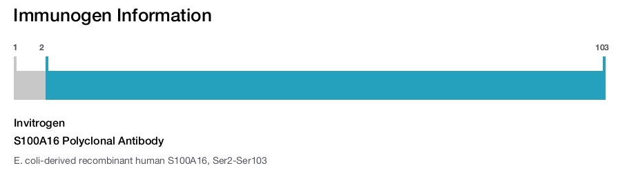 S100A16 Polyclonal Antibody