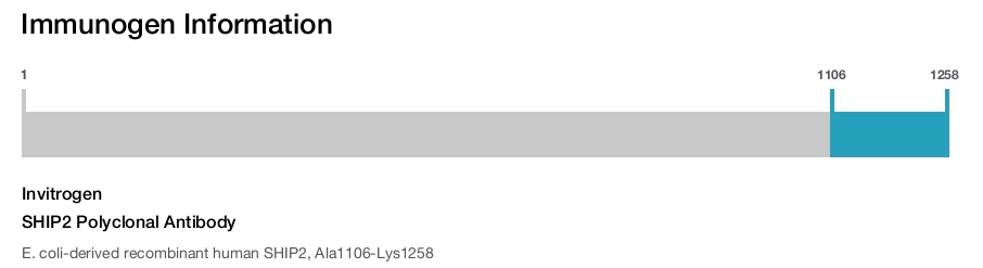 SHIP2 Polyclonal Antibody