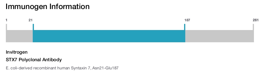 STX7 Polyclonal Antibody