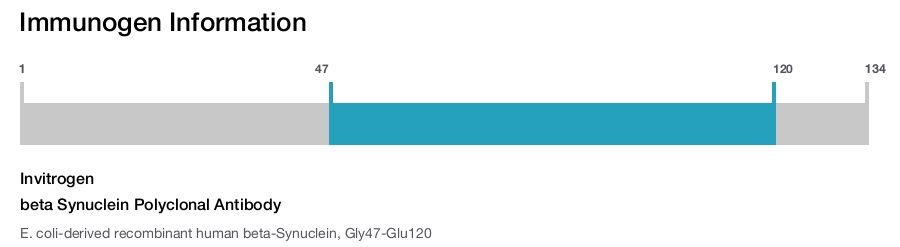 beta Synuclein Polyclonal Antibody