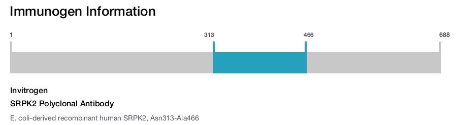 SRPK2 Polyclonal Antibody