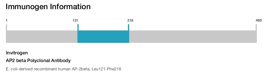 AP2 beta Polyclonal Antibody