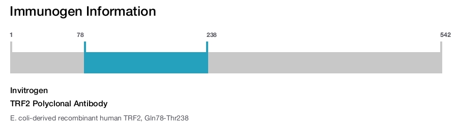 TRF2 Polyclonal Antibody