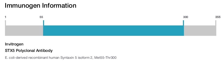 STX5 Polyclonal Antibody