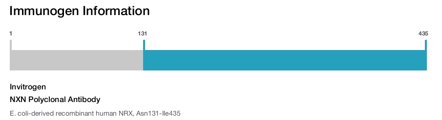 NXN Polyclonal Antibody