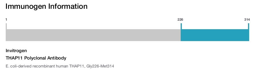 THAP11 Polyclonal Antibody