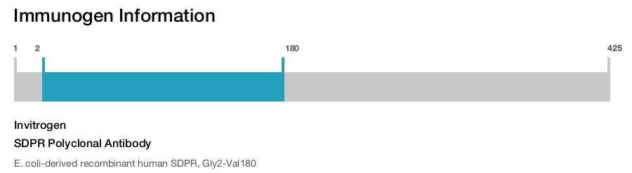 SDPR Polyclonal Antibody